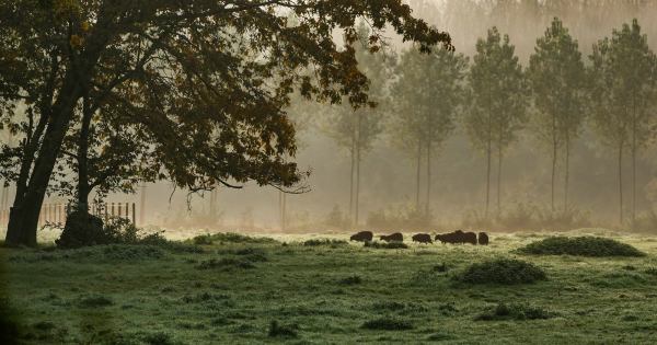 024 - De Korrel Wemmel - Lucienne Van Damme - Mistige ochtend